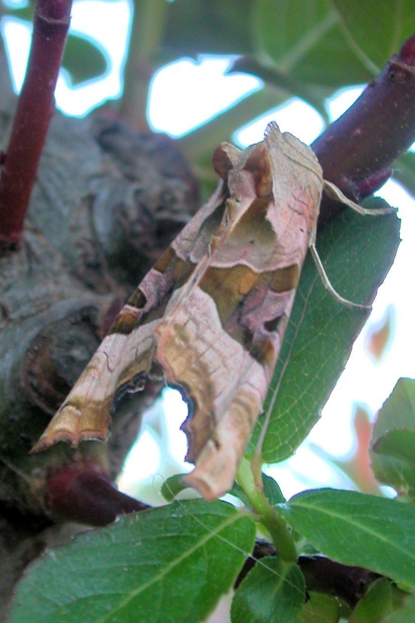 Phlogophora meticulosa